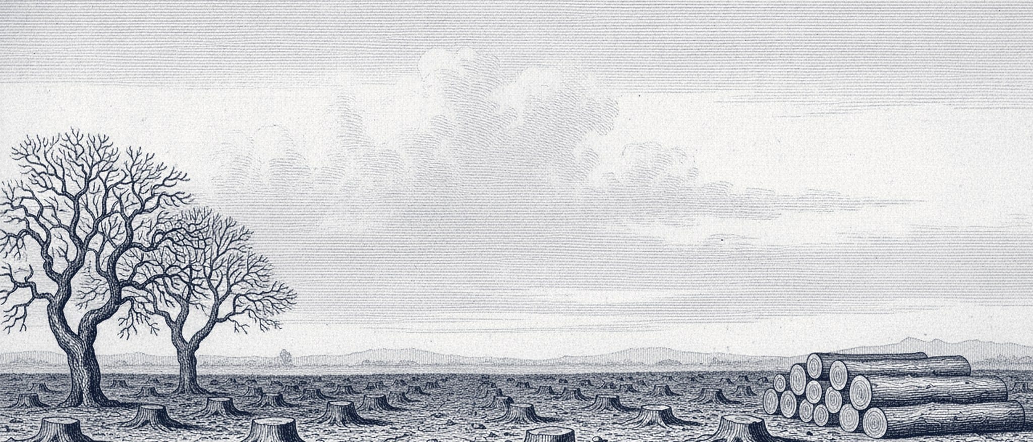 Engraving of the same orchard cut down to stumps, timber stacked at the edge
