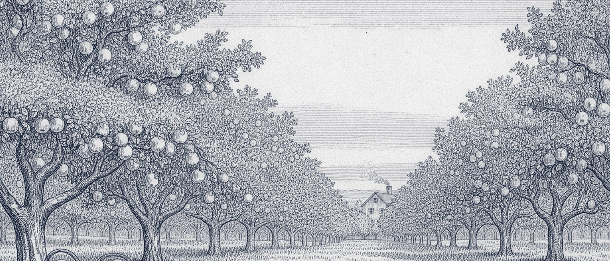 Engraving of an apple orchard in full fruit, baskets of apples on the grass